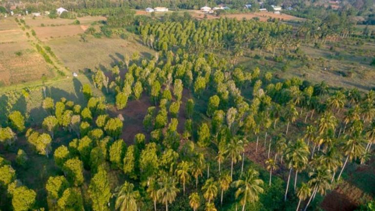 NPLJ-Spice-Artboard 20