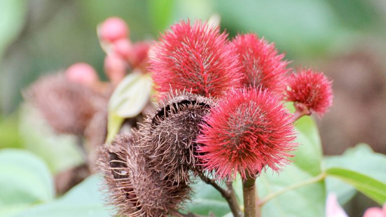 NPLJ-Spice-Artboard 20 copy 2