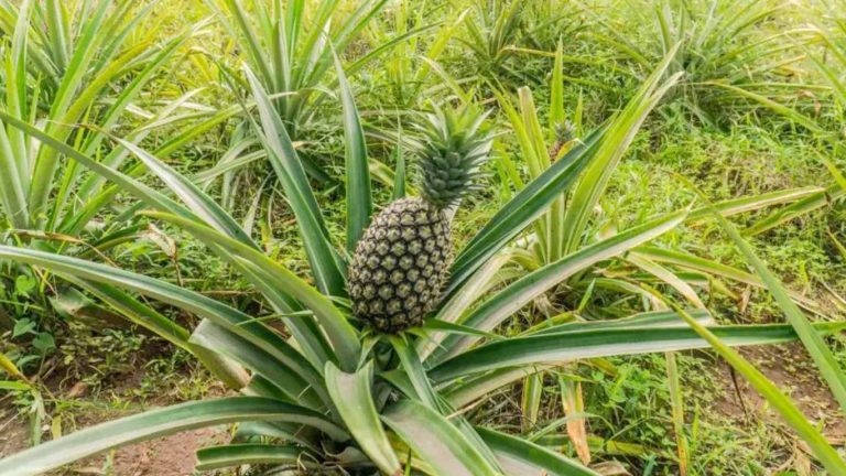 NPLJ-Spice-Artboard 20 copy 4