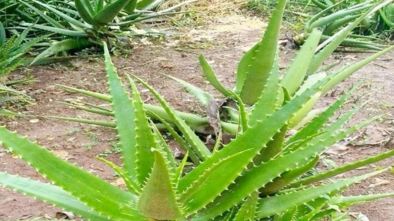 NPLJ-Spice-Artboard 20 copy