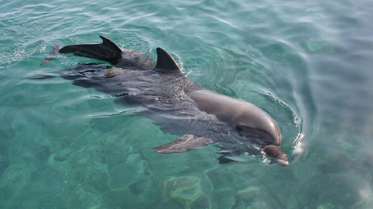 NPLJ-kzmkz-Artboard 20 copy 3